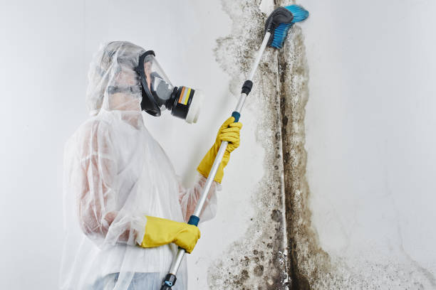 Why You Should Choose Our Mold Remediation Services in Austintown, OH